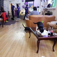 Cafe at Purple Cat Cafe in Glasgow