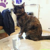 one of the inhabitants at Purple Cat Cafe in Glasgow