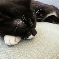 A cutie who was sleeping at our table at Purple Cat Cafe in Glasgow