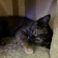 one of the kittens napping in his play tree at Purple Cat Cafe in Glasgow
