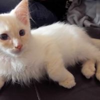 One of the kittens! at Purple Cat Cafe in Glasgow