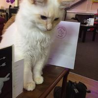 Kitten grown up. at Purple Cat Cafe in Glasgow
