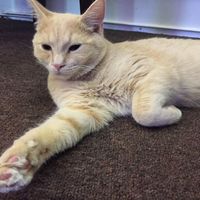 Cat Cafe! at Purple Cat Cafe in Glasgow