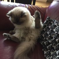 Friendly kitty at Purple Cat Cafe in Glasgow