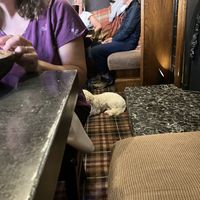 Dog friendly    at Castle Hotel in Conwy