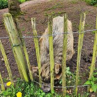 Garden pig at Buitenplaats de Plantage in Vogelenzang