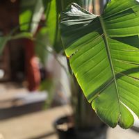 Decor at The Moth Cafe - Downtown in Edmonton