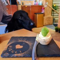 beautiful dog treats (but it wasn't vegan) at Kibble Bakery in Skipton