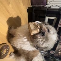 Archie with his cake!  at Kibble Bakery in Skipton