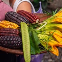 Diferentes tipos de maices y quelites at Mercado Organico La Cosecha in Oaxaca
