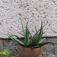  at Hierba Dulce in Oaxaca