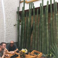 courtyard at Hierba Dulce in Oaxaca