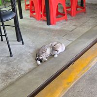  at Vegetarian Food - Amphoe Thalang in Phuket