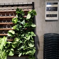 Choose a vegetable and put it in the bucket! at Xiǎng Shū ZhíRén 饗蔬職人- VegesM - North District - Maybe closed in Taichung