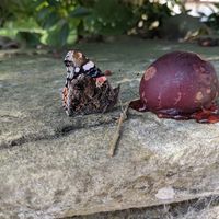 Nearby butterfly enjoying a plum! at World Peace Cafe in York