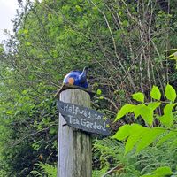  at Kerrera Tea Garden in Isle Of Keerera