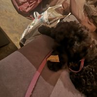 Enjoying doggy pizza at Purezza Camden in London