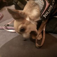 Enjoying doggy pizza at Purezza Camden in London