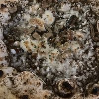   at Purezza Camden in London