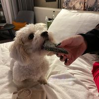 Frances enjoying her dog menu biscuit at Purezza Camden in London