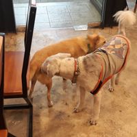 Dog-friendly at Basecamp Coffee House in Chiang Mai