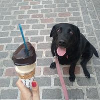 Dark chocolate and banana & cinamon. Vegan and delicious! 💚🌱 at Il Gelato del Mercato in Tenerife