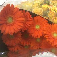 Gorgeous cut and potted flower can also be purchased for the kitchen table or vase.   at The Flower & Nut Market in Johannesburg