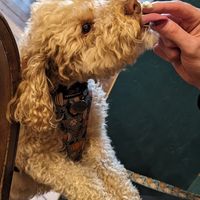  at The Wildcat in Fort William