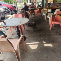Cute rooster walking around "Cocoa" at Red Cup Coffee House in Oklahoma City