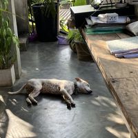 decoration dog😜 at Shady Lane in Mirissa