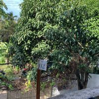 view on mango tree   at Shady Lane in Mirissa