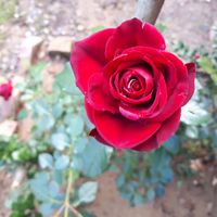 The pure nature around Casa Divina, surrounded by beautiful views, enchants you with its silence and magic. at Casa Divina in Pisa