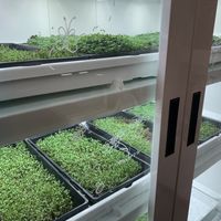 They grow their own microgreens.  at Eight - The Health Lounge in Lisbon