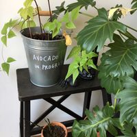 Plants, relaxing decor  at Eight - The Health Lounge in Lisbon