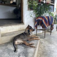 Street dog at Duni in Minca