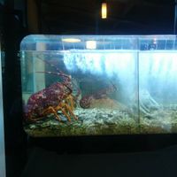 Live crays, captive animals at Olinda Tea House in Olinda