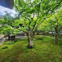  at Izusen - Kita in Kyoto
