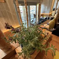 inside downstairs  at Hans im Glück in Dresden