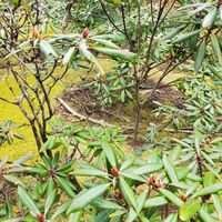  at Tenryuji Temple Shigetsu in Kyoto