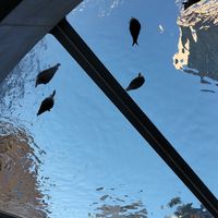 Watching the seagulls from the food court seating area at Iku Wholefoods Kitchen - Martin Place in Sydney