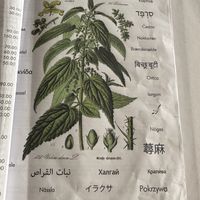   at The Singing Nettle - Žara iz duvara in Sarajevo