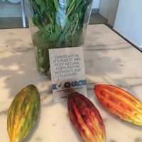 Cachao.  at Cachao Chocolate Manufactury  in Mallorca