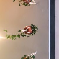 Plant  at Nicolau Lisboa in Lisbon