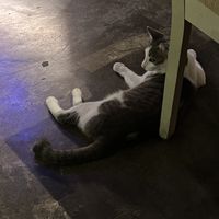   at The Red Tomato in Langkawi