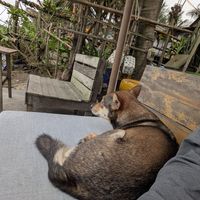  at The Fisherman Vegan Restaurant   in Hoi An