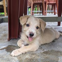 Cutest little puppy, hungry for shoelaces and anything that gives him attention at Phong Nha Vegan in Phong Nha
