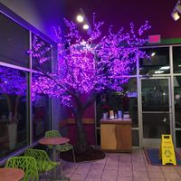 Inside the Cafe' at night at Tree City Juice and Smoothie Cafe in Meridian