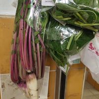 Radish at Quan Fa Organic 全发有机农场 in Northeast Singapore