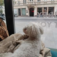 Poppy😊 at Tel Aviv Urban Food in Lodz