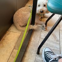 Dog friendly!  at Tel Aviv Urban Food in Lodz